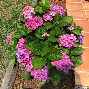 Meet your Posher, Holly